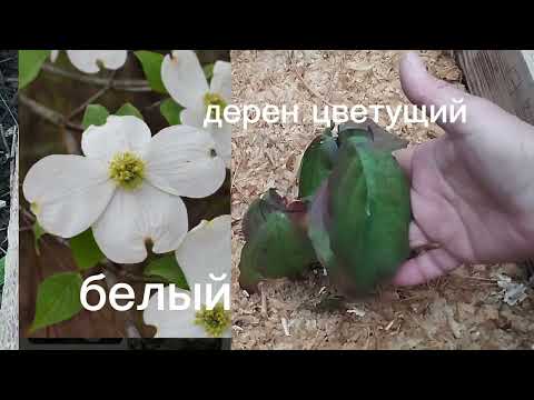 Видео: Растения из семян перед уходом в зиму 3 часть.#растения#сад#дача#plants#garden