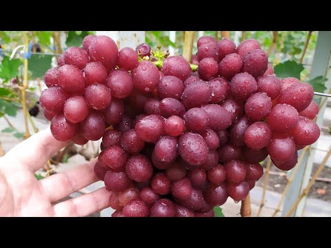 Видео: ФЛАМИЯ и другие вкусняшки  !!!