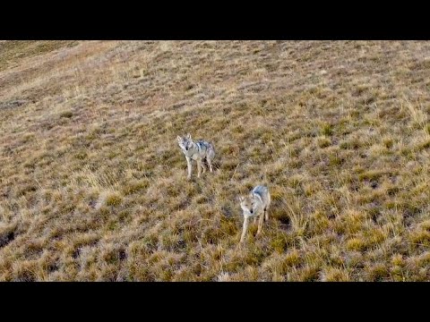 Видео: 4 ВОЛКА НА ГОРЕ | МЫ СНИМАЕМ, как волки поедают двух коров в течение нескольких минут