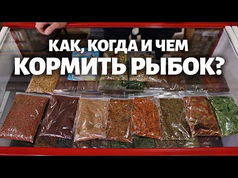 Видео: Как и чем правильно кормить аквариумных рыбок