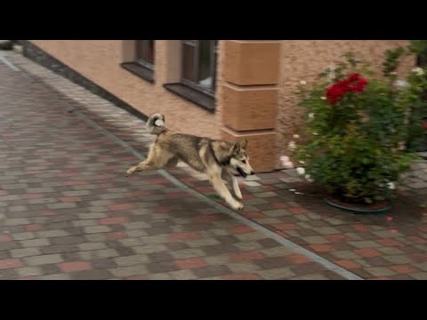 Видео: Лайка ЗСЛ ДИМОК. Помаленьку ростем!