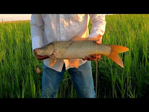 Видео: Рыбалка на протоках Или, дельта, Балхаш.Шмурдяк, лайфхаки для рыбалки