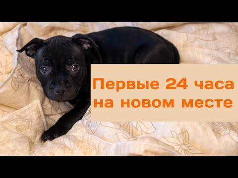 Видео: Щенок стаффи первый день в новом доме.