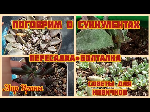 Видео: #мояколлекция Поговорим о суккулентах | Пересадка ●Болталка | Советы для новичков ●☆▪︎☆▪︎☆