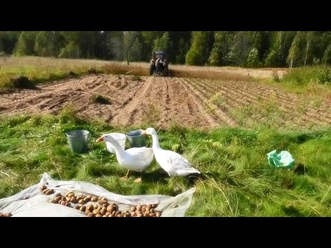 Видео: Картофелекопалка за один день. Все в город рвутся,а я в деревню