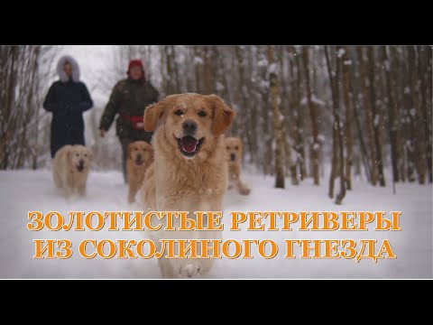 Видео: Золотистые ретриверы "Из Соколиного гнезда"