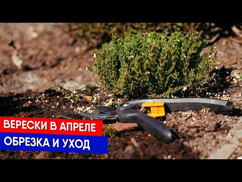 Видео: Верески в апреле - обрезка и уход