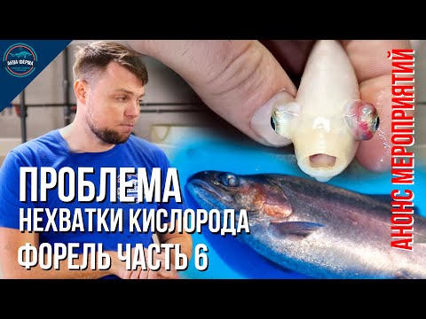 Видео: Форель в УЗВ. Проблема нехватки кислорода. Часть 6. Анонс важных мероприятий.