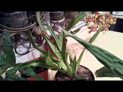 Видео: Камбрия: секреты правильного ухода. Грунт. Полив.