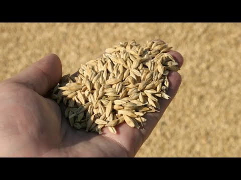 Видео: Хлеб с отрубями - польза или вред?