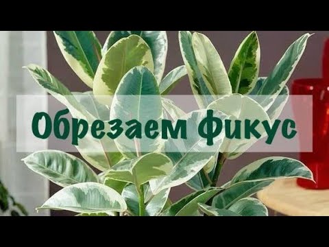 Видео: Как обрезать фикус