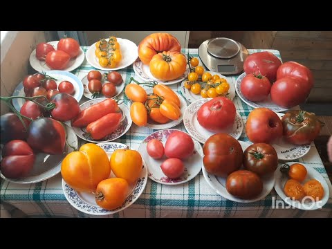 Видео: Обзор сортов томатов в разрезе из второй  теплицы. 19 августа 2022