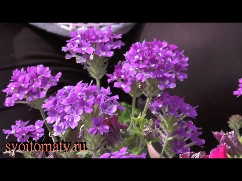Видео: Вербена: выращивание и уход
