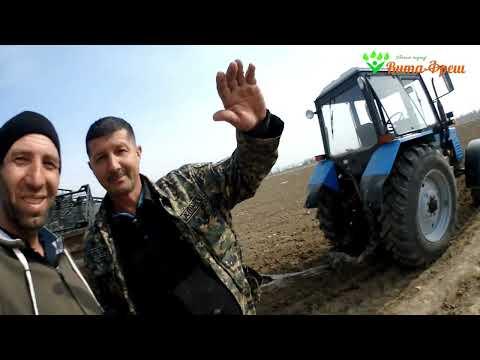 Видео: Посадка цветной и белокочанной капусты 19 02 2022 Вита Фреш