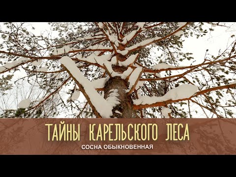 Видео: СОСНА ОБЫКНОВЕННАЯ | Тайны карельского леса