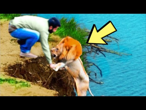 Видео: Мужчина спас льва со скалы, то, что произошло дальше, шокирует