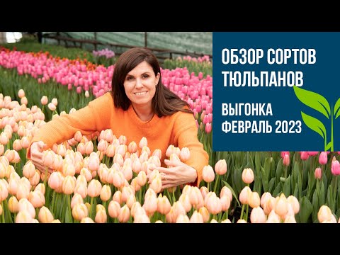 Видео: Обзор сортов ТЮЛЬПАНОВ. Выгонка февраль 2023