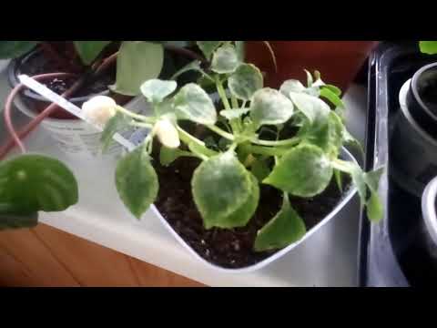 Видео: Вредители на растениях. Клещ. Трипс. Как избавиться.