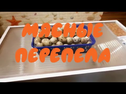 Видео: Как вырастить перепелов на мясо