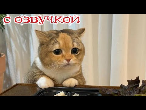 Видео: ПРИКОЛЫ С КОТАМИ! с озвучкой! Смешное видео с котами! Самые смешные животные! Я РЖАЛ ЦЕЛЫЙ ЧАС!