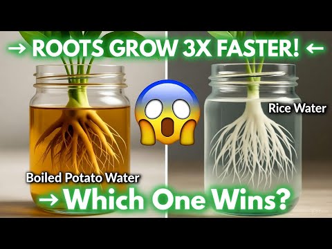 Видео: ВОДА ИЗ ВАРЕНОГО КАРТОФЕЛЯ против РИСОВОЙ ВОДЫ 🌱 ШОКИРУЮЩИЙ тест на рост корней, который взорвет ...