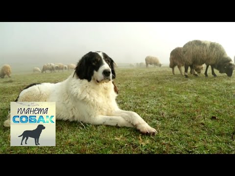 Видео: Боснийский торняк. Планета собак 🌏 Моя Планета