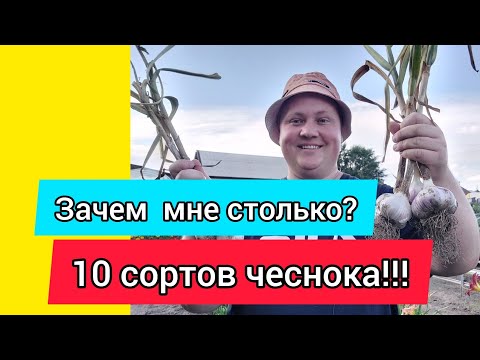 Видео: 10 СОРТОВ ЧЕСНОКА! Выбираю лучший из лучших!