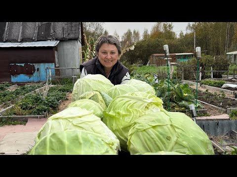 Видео: Срезали капусту на засол и хранения 30 сентября 24 год .