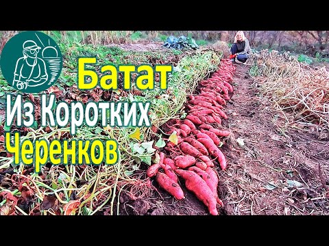 Видео: 🍠 Выращивание батата из коротких черенков с посадкой без гребней на глине🌱 По технологии Гордеевых