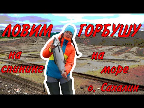 Видео: Ловля морской горбуши на побережье Сахалина. Отличный клёв Соломка и Юкола из горбуши