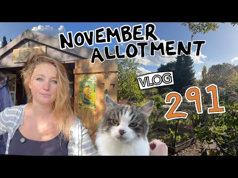 Видео: На огороде ноябрь. Последние помидоры и первые бобы! Эпизод 291 || Участок 37
