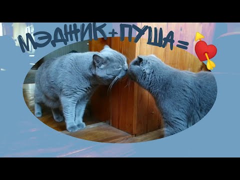 Видео: Шотландська висловуха кішка і шотландський прямоухий кіт.Scottish fold cat and Scottish straight cat
