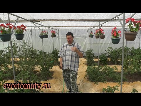 Видео: Как правильно поливать томаты.  Разные варианты