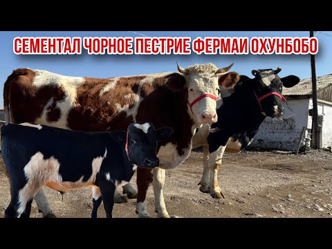 Видео: Молҳои шири оча бача бугуз Сементал ферма Охунбобо 29 октября 2025 г.
