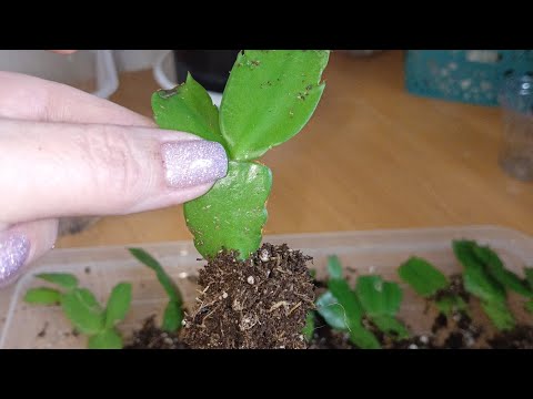 Видео: Результаты укоренения Шлюмбергера/Декабристов. Пересадка и дальнейший уход за ними. 03.03.2024