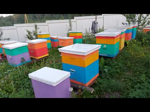 Видео: Как просто получить на пасеку ветеринарный Паспорт