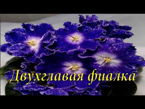Видео: Что за Двухглавая фиалка? Разберёмся вместе!