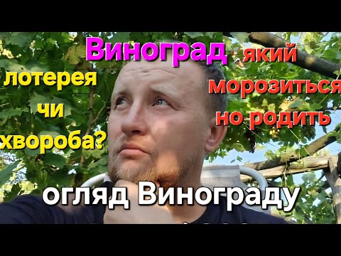 Видео: Самий важкий рік! Огляд мого винограднику.