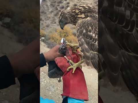 Видео: Куш салуу 2025.Первый трофей 😍