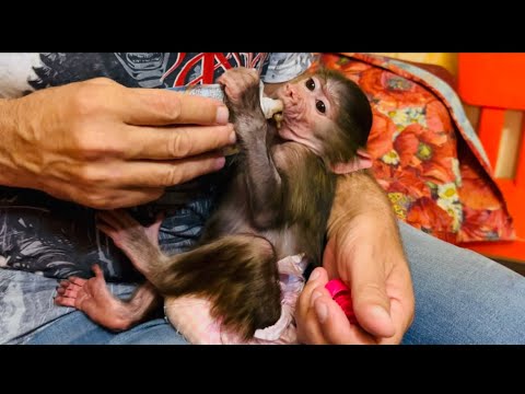 Видео: Степа с Маней НАЕЛИСЬ от ПУЗА и поехали веселить людей)))