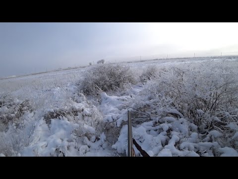Видео: Охота на зайца 2024-2025 г. " Ленивые зайцы"