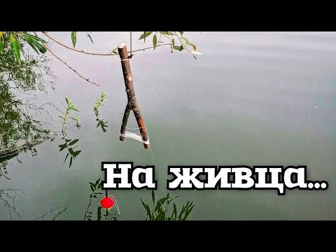 Видео: Ловля щуки на рогатки, кружки, бутылки! Летние жерлицы! #рыбалканажерлицы