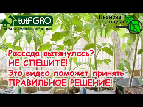 Видео: СТОЙТЕ! НЕ ИСПОЛЬЗУЙТЕ ЭТО ПОПУЛЯРНОЕ СРЕДСТВО ДЛЯ КОРЕНАСТОЙ РАССАДЫ, пока не узнаете о нем ПРАВДУ!