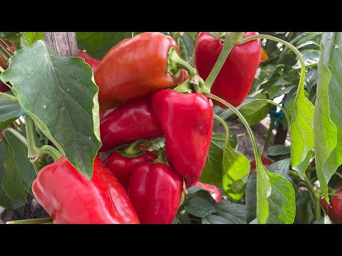 Видео: ПРОРАЩИВАЕМ СЕМЕНА ПЕРЦА ПРАВИЛЬНО! Какие стимуляторы и способы работают!