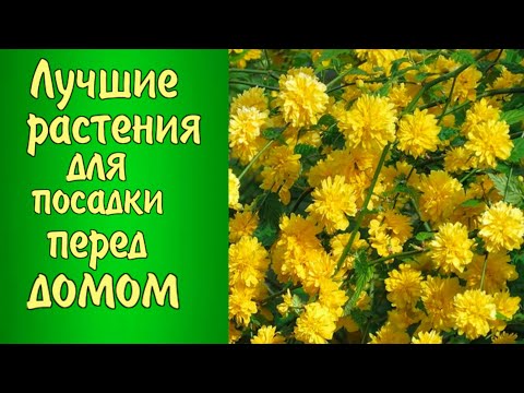 Видео: ЧТО ПОСАДИТЬ перед ДОМОМ? Лучшие растения для посадки перед домом.Цветник-клумба возле дома.