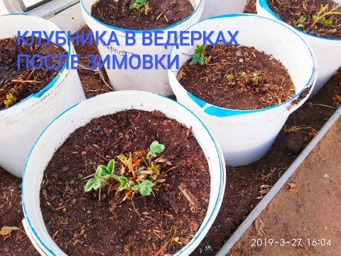 Видео: Как перезимовала клубника в ведрах и чем обработать в первую очередь.