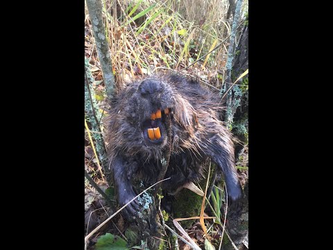 Видео: Сезон охоты на бобра 2020-2021 открыт The 2020-2021 beaver hunting season is open