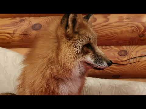 Видео: Алиса - лиса. Няша