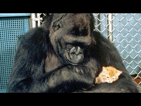 Видео: Коко: Говорящая Горилла