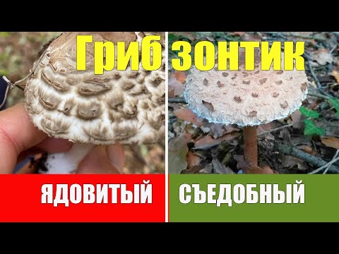 Видео: Гриб зонтик. Как отличить съедобный и ядовитый